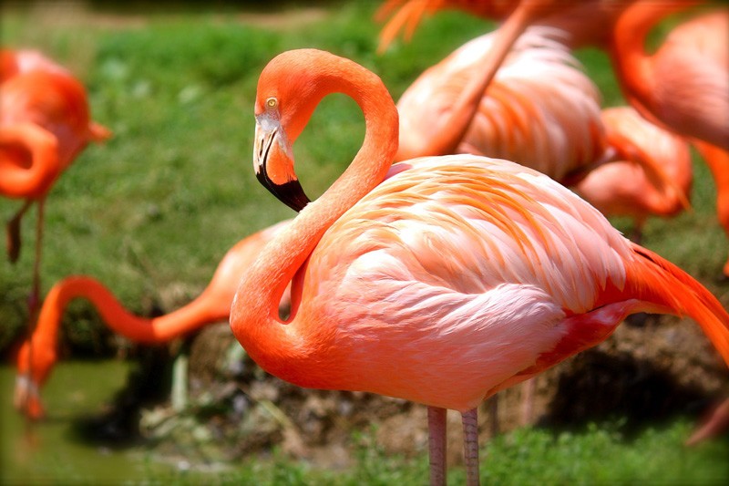 Burung Flamingo (TheMysteriousWorld)