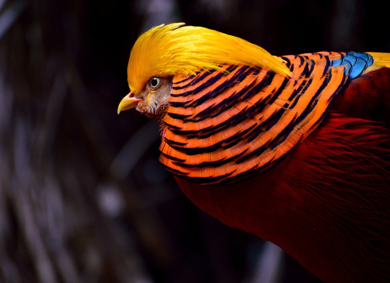 Burung Golden Pheasant (TheMysteriousWorld)