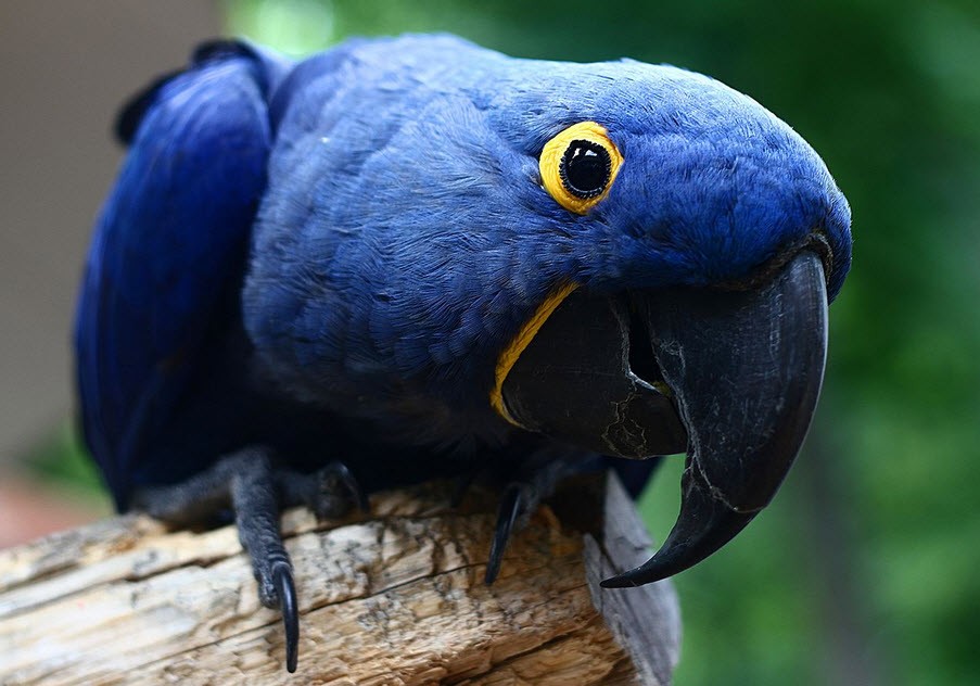 Burung Hyacinth Macaw (sunira wikimedia)