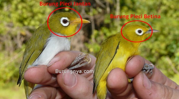 Beda Burung Pleci Jantan dan Betina (biodiversityscience.com)