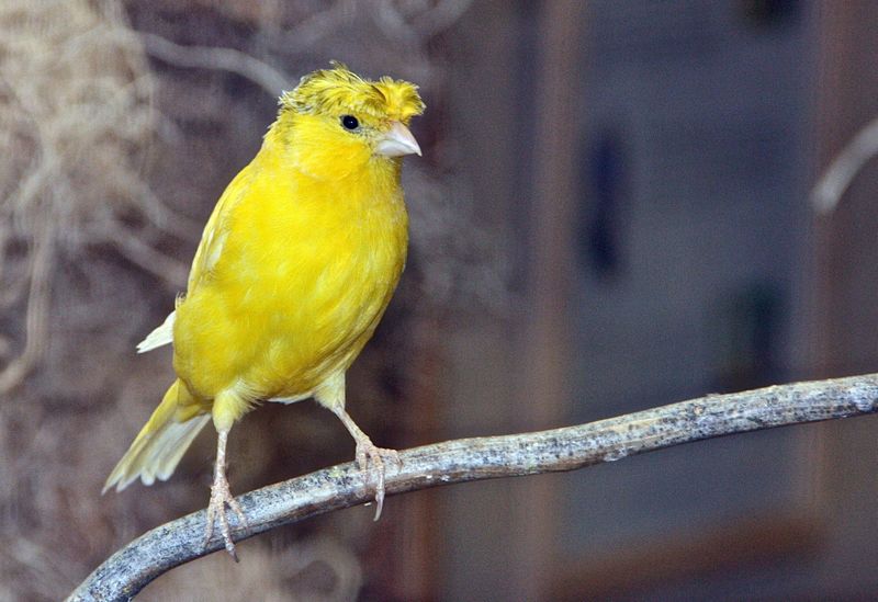 Burung Kenari Jambul (hdw7.com)