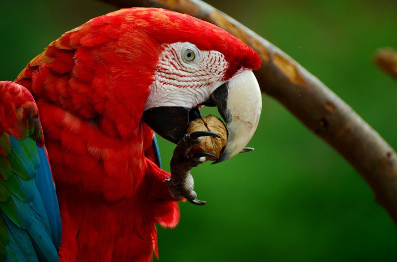 Burung Scarlet Macaw (TheMysteriousWorld)