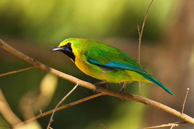 Burung Cucak Ijo Sumatera (hotspotbirding.com)
