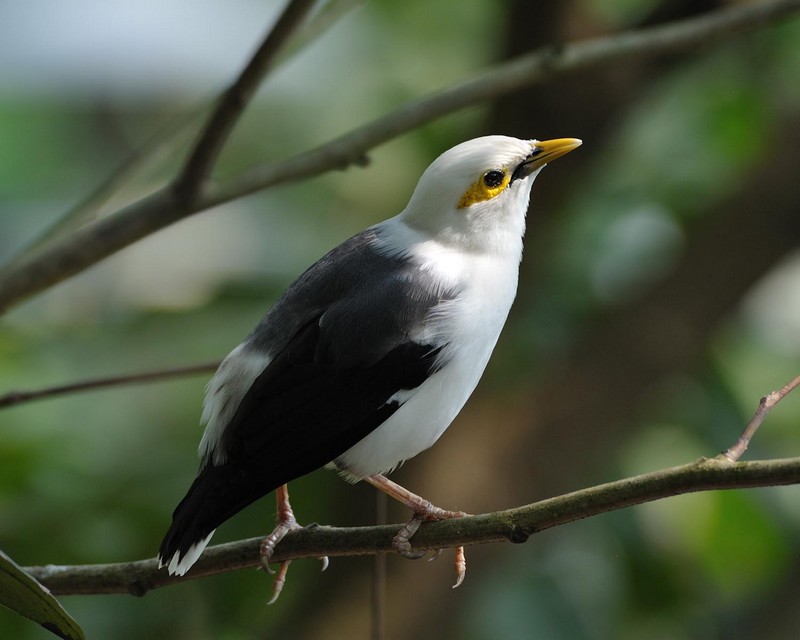 Burung Jalak Putih (rajagantang.blogspot.com)
