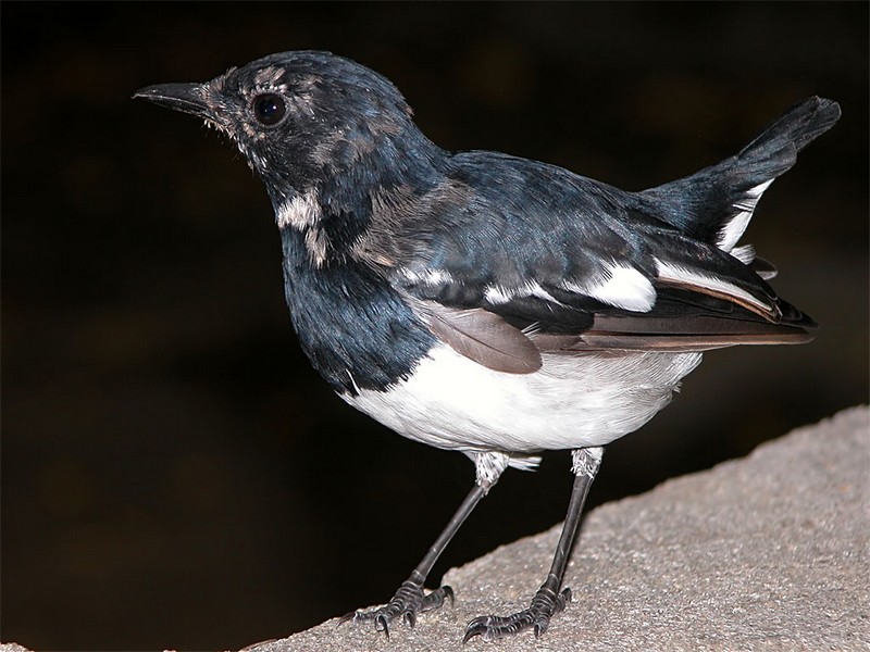 Burung Kacer Blorok (nagpurbirds.org)
