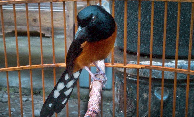 Burung Murai Batu Balak (oxibird.blogspot.com)