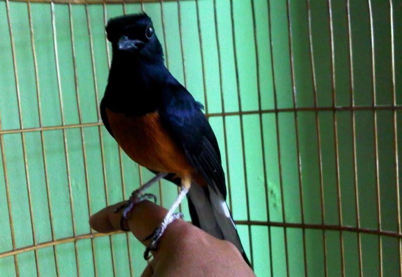 Burung Murai Batu Borneo atau Kalimantan (damai-9.com)