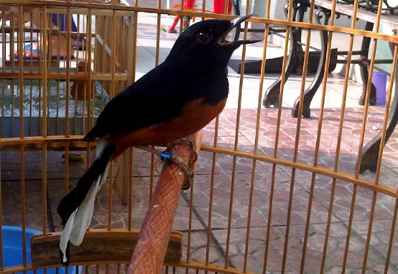 Burung Murai Batu Jambi (muraibatu.link)