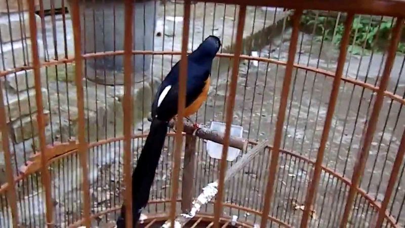 Burung Murai Batu Lampung (youtube.com)