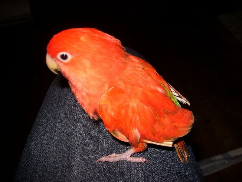 Lovebird Merah (omkicau.com)