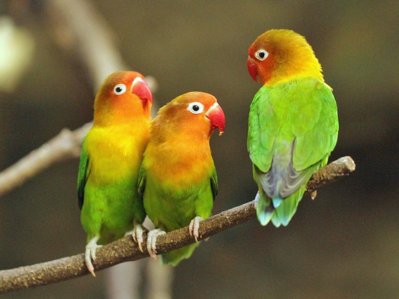 Lovebird (carolinabirds)