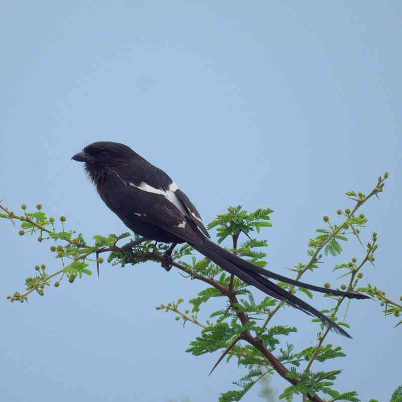 Magpie shrike, Urolestes melanoleucus (wikipedia.org)