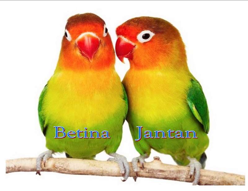 Bentuk fisik (lovebirdcomunity.blogspot.co.id)