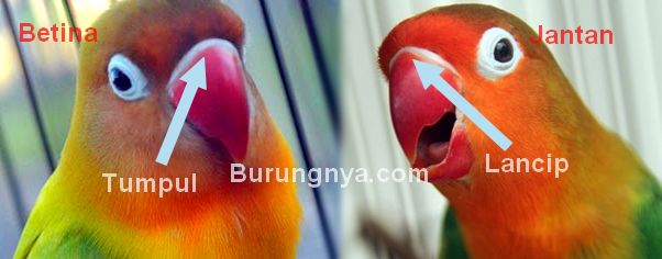 Bentuk paruh Lovebird jantan dan betina (burungnya.com)