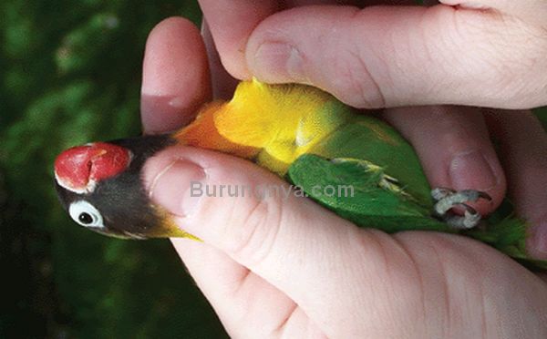 Tes DNA Lovebird (animalgenetics.us)