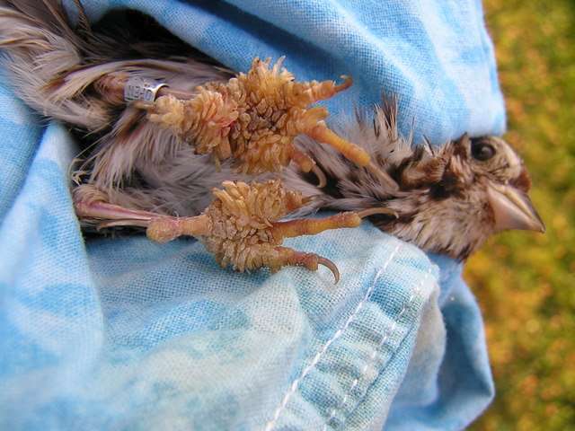 Burung yang menderita scaly leg (braddockbaybirdobservatory.wordpress.com)
