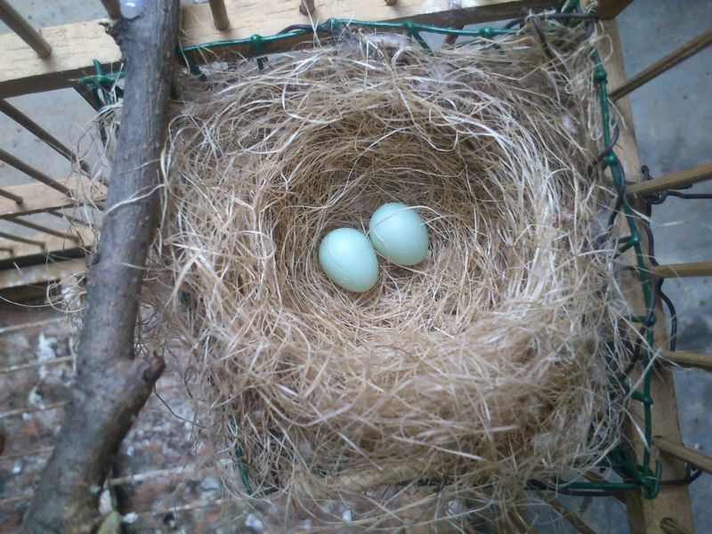 Telur burung Pleci (sugengpleci.blogspot.com)