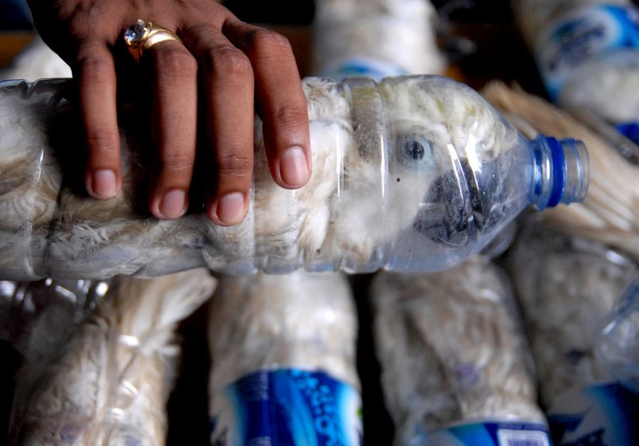Burung Kakatua dalam botol air mineral (nypost.com)