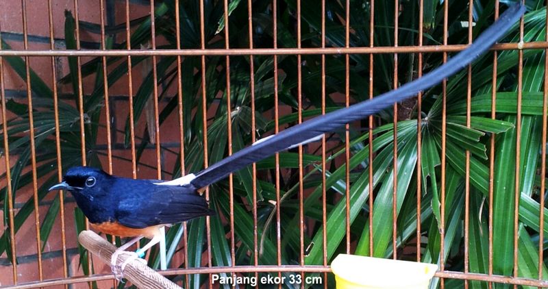 Burung Murai Batu dengan ekor terpanjang 33 cm (omkicau.com)