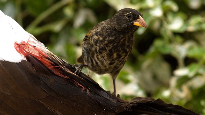 Burung Vampire Finch (animalspot.net)