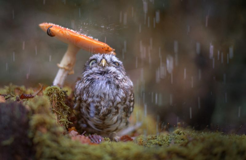 Burung di musim hujan (www.goodwp.com)
