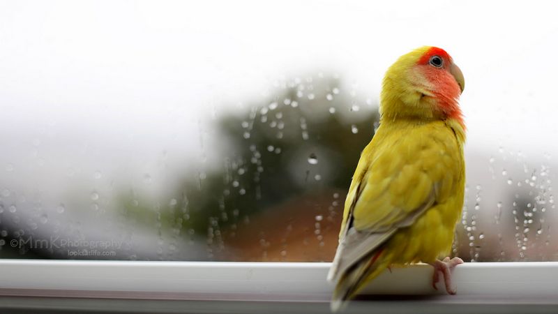 Perawatan burung Lovebird di musim hujan (hiveminer.com)