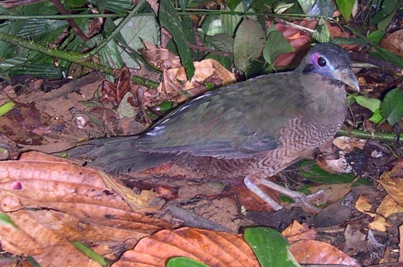 Tokhtor Sumatera (speciesonthebrink.org)
