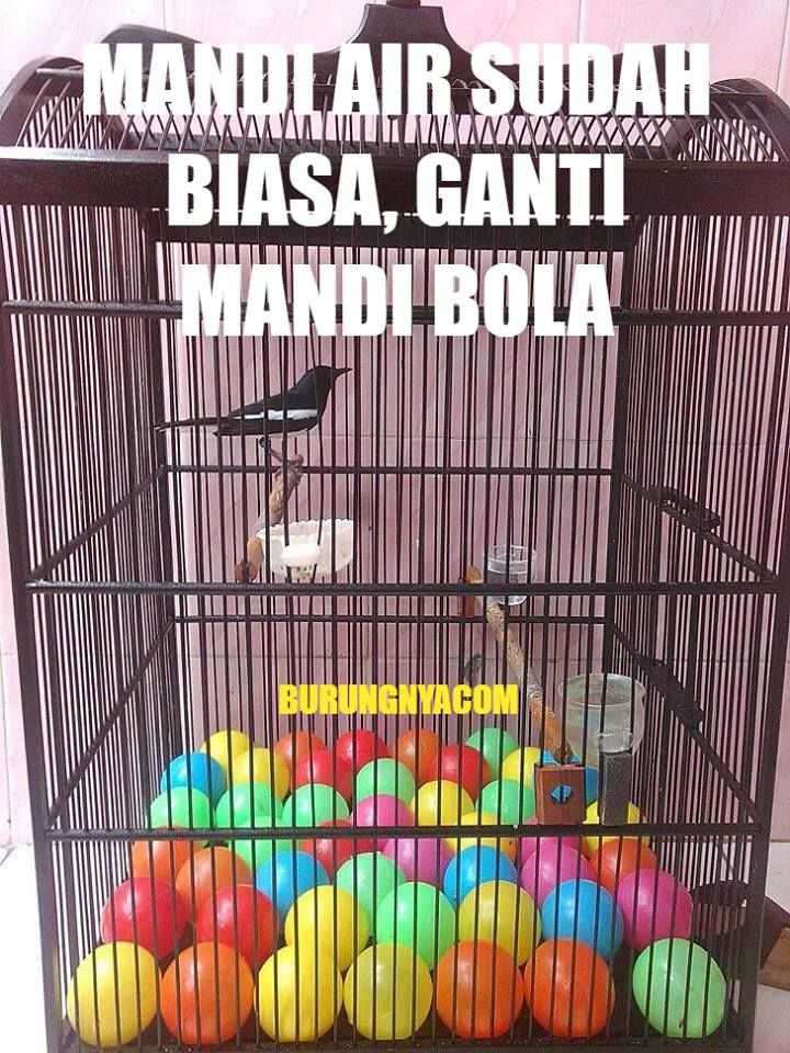 Bola warna-warni untuk mengatasi burung turun dari tangkringan (facebook.com/burungnyadotcom)
