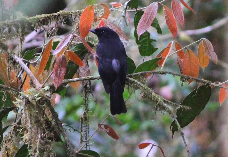 Burung Black Pitohui (ashleybanwellsbirding.com)