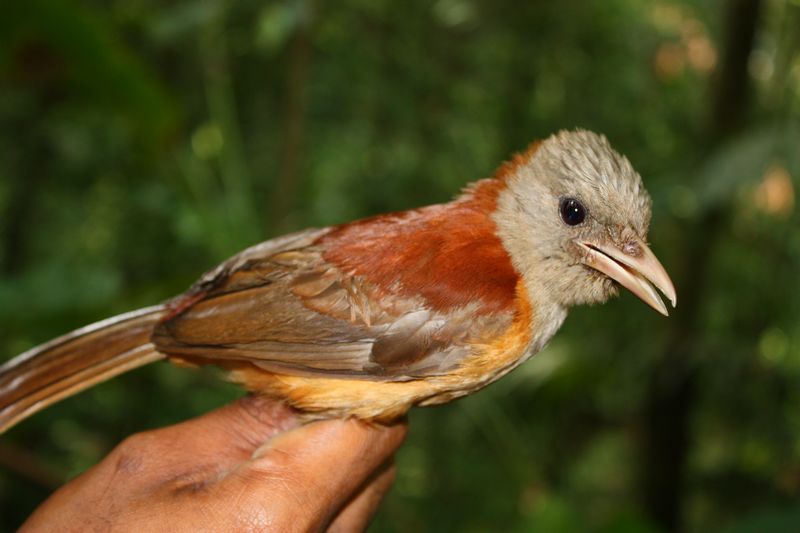 Burung Pitohui kirhocephalus (pngbirds.myspecies.info)