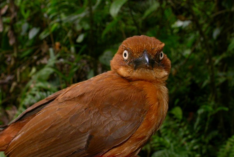 Burung Rusty pitohui