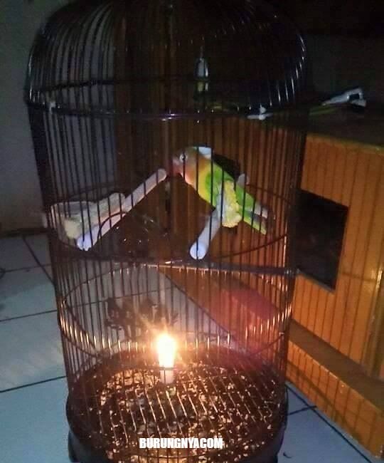 Lilin dapat mencegah burung turun dari tangkringan (facebook.com/burungnyadotcom)
