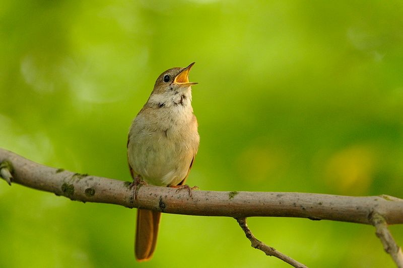Burung Common Nightingale (wlodeksmardz.pl)