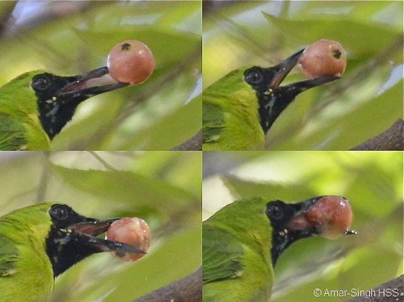 Burung Cucak Ijo makan buah Kersen (besgroup.org)