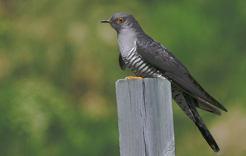 Burung Eurasian Cuckoo (birdsbyjohn.com)
