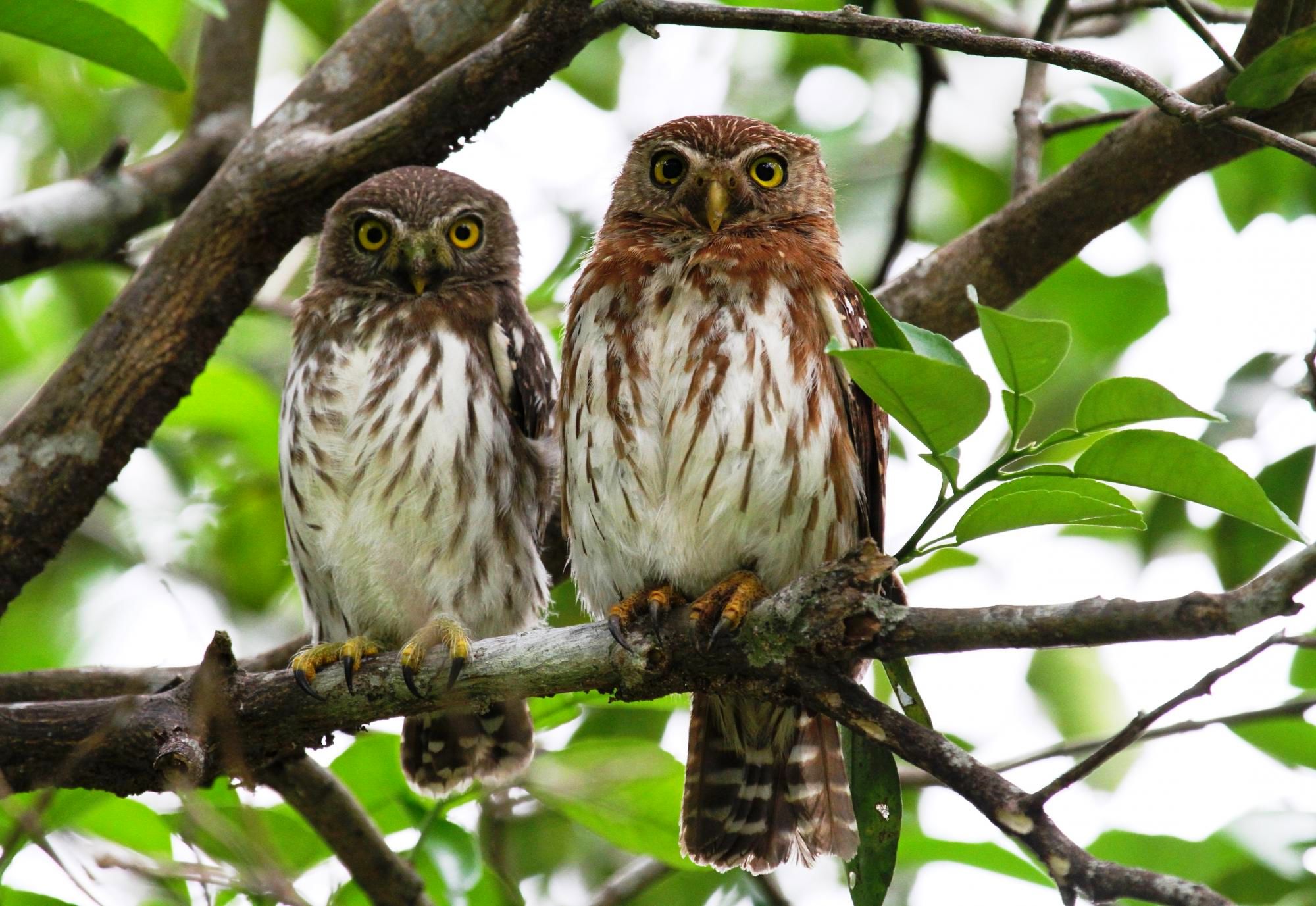 Burung Ferruginous Pygmy Owl (hbw.com)