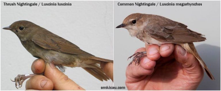 Burung Thrush Nightingale dan burung Common Nightingale (omkicau.com)