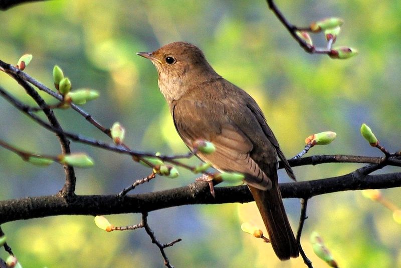 Burung Thrush Nightingale (wikipedia.org)