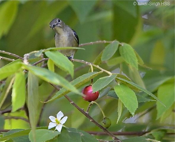 Burung makan buah Kersen (besgroup.org)