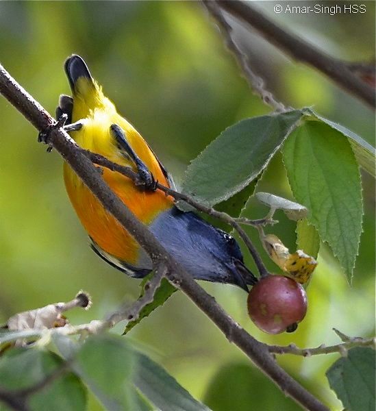 Burung makan buah Talok (besgroup.org)