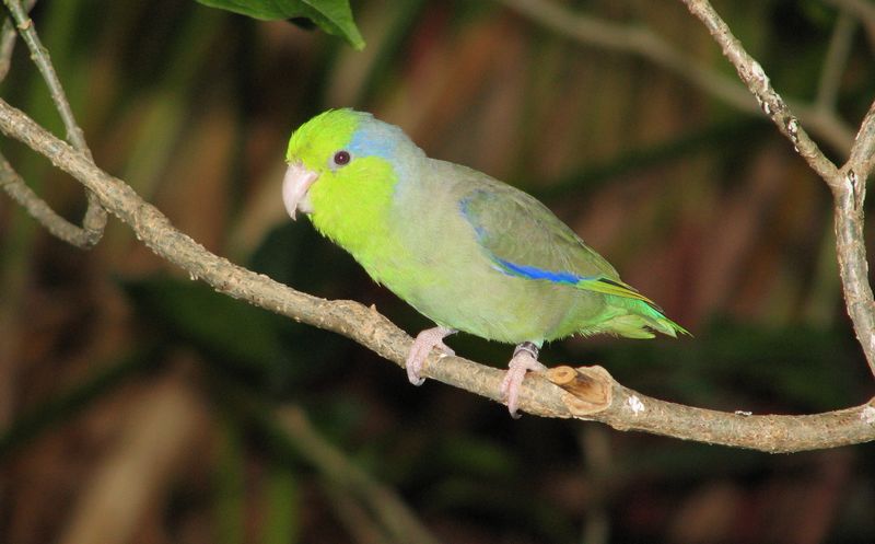 Burung Pacific Parrotlet (pinterest.com)
