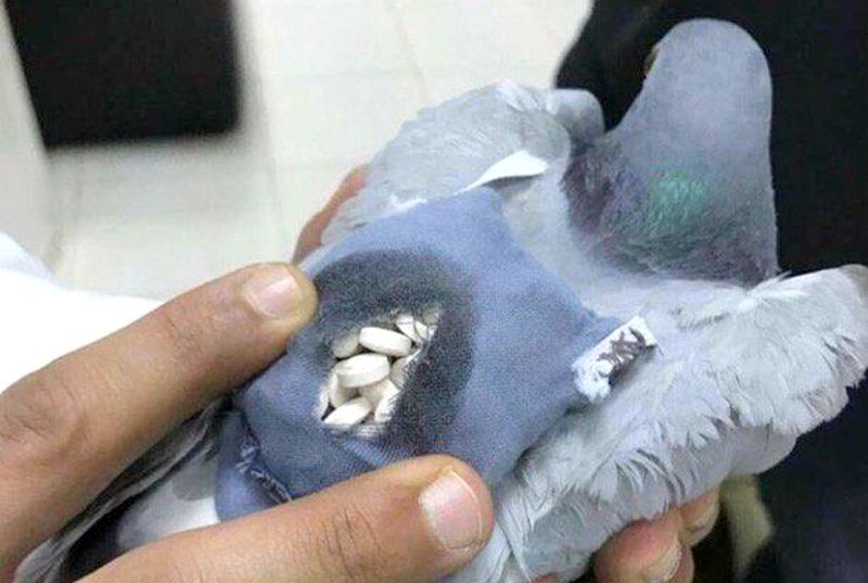 Burung Merpati membawa nark0ba (Twitter.com-CassLowe)