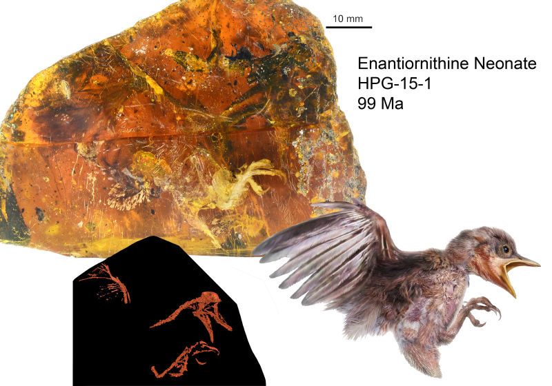 Fosil burung Enantiornithine (Ryan McKellar-gizmodo.com)
