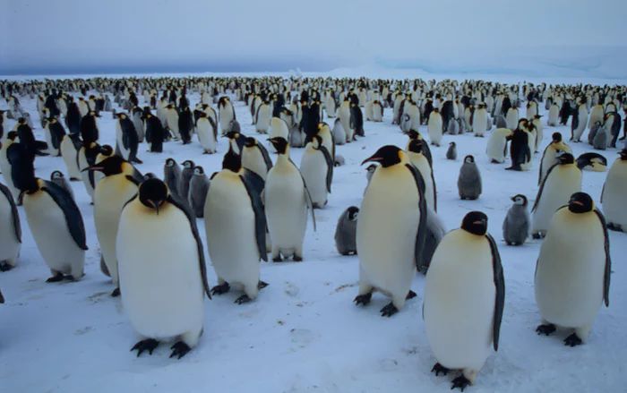 Koloni Penguin Emperor (Fritz Pölking-WWF-theguardian.com)