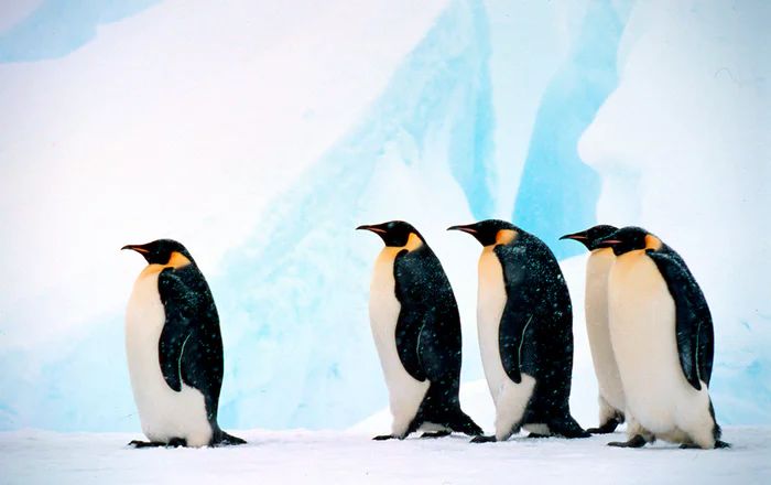 Penguin Emperor baris (Fritz Pölking-WWF-theguardian.com)