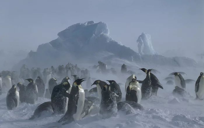 Penguin Kaisar di Antartika (Fritz Pölking-WWF-theguardian.com)