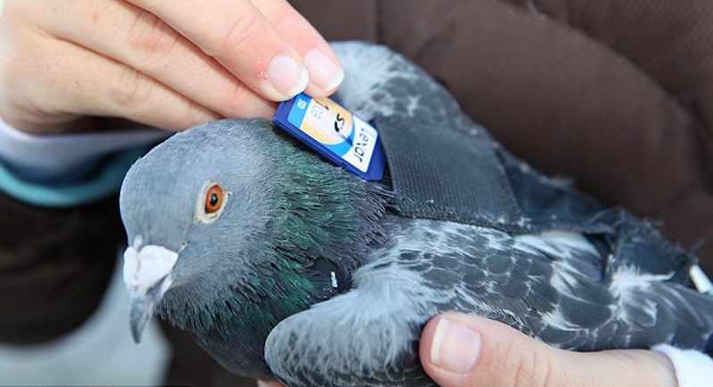 Burung Merpati Pos mengirim memori SD Card (dailymail.co.uk-Barry Bland-Bacroft USA)