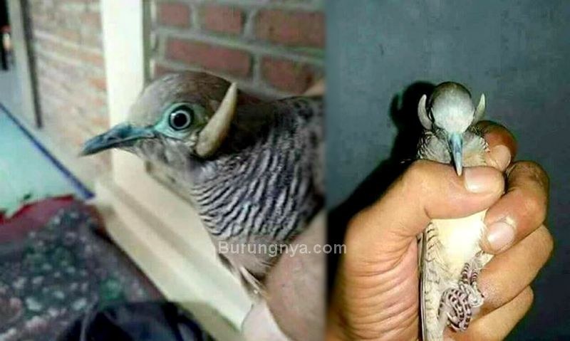 Burung Perkutut Bertanduk Langka (facebook.com)