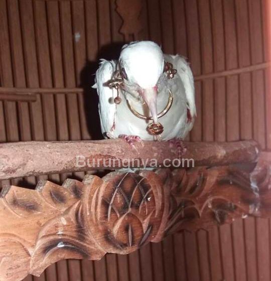 Burung Perkutut Putih Surung Derajat (facebook.com)