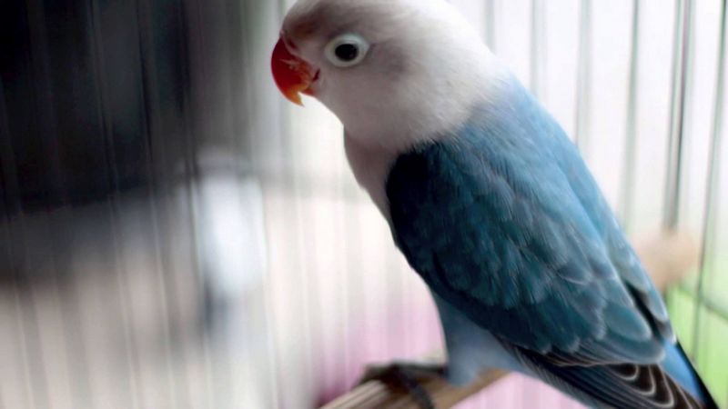Lovebird Biola Blue (YouTube,com)